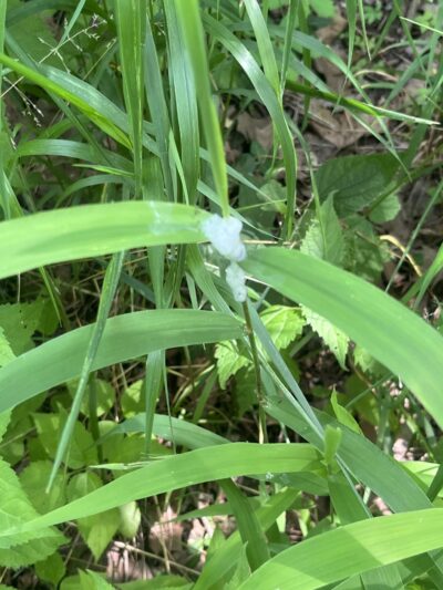 Beargrass Creek State Nature Preserve - Louisville, KY