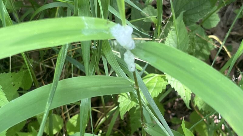 Beargrass Creek State Nature Preserve - Louisville, KY