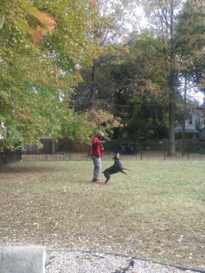 Old Louisville Dog Run (Members Only) - Louisville, KY