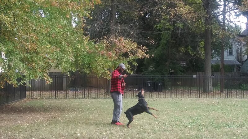 Old Louisville Dog Run (Members Only) - Louisville, KY