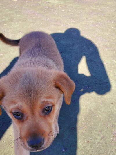 Old Louisville Dog Run (Members Only) - Louisville, KY