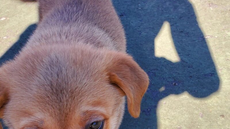 Old Louisville Dog Run (Members Only) - Louisville, KY