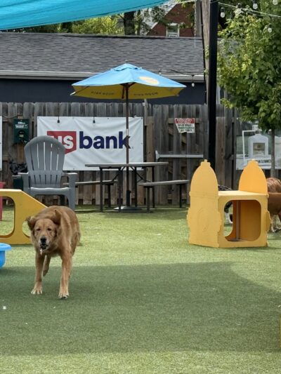 PG&J's Dog Park Bar - Louisville, KY