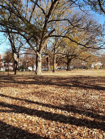 Shelby Park - Louisville, KY