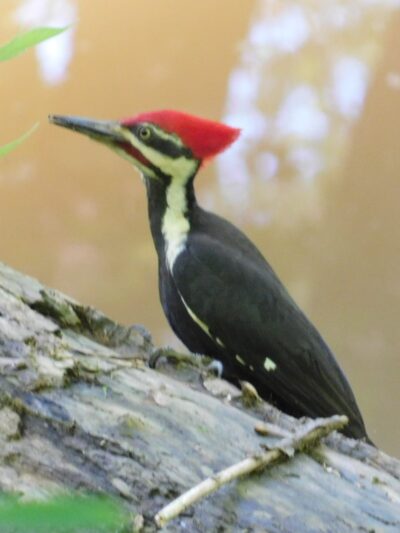 The Parklands of Floyds Fork - Louisville, KY
