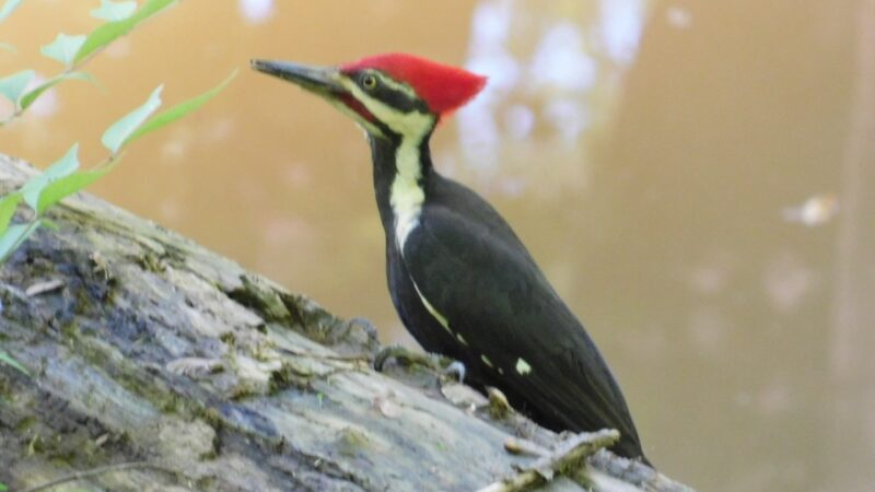 The Parklands of Floyds Fork - Louisville, KY