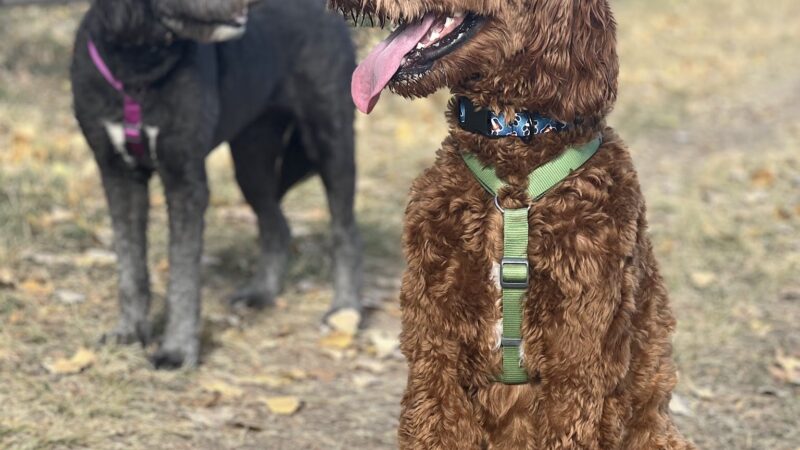 Larimer Humane Society Dog Park - Loveland, CO