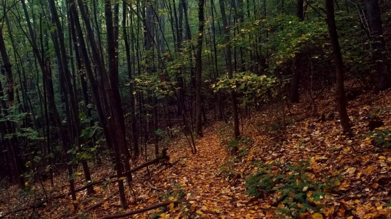 Fortune's Cove Preserve - Lovingston, VA