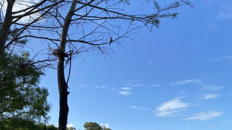 Downers Dog Park - Loxahatchee, FL