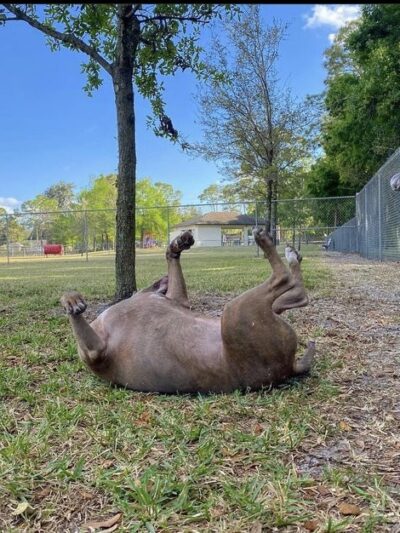 Downers Dog Park - Loxahatchee, FL