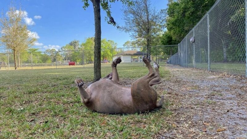 Downers Dog Park - Loxahatchee, FL