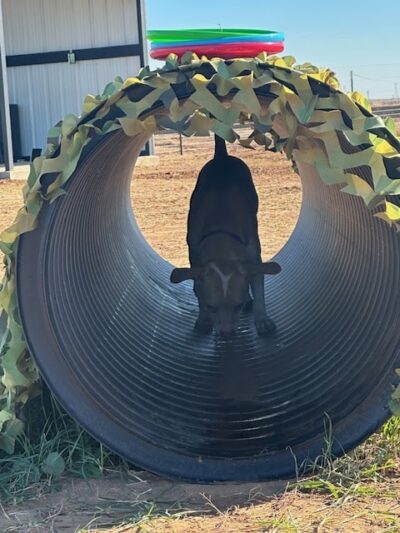 DJ2 Private Dog Park - Lubbock, TX