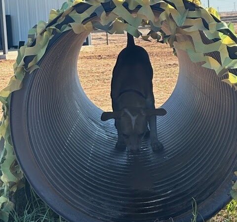 DJ2 Private Dog Park - Lubbock, TX