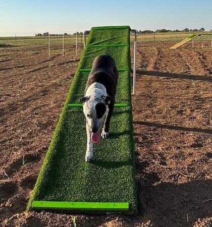 DJ2 Private Dog Park - Lubbock, TX