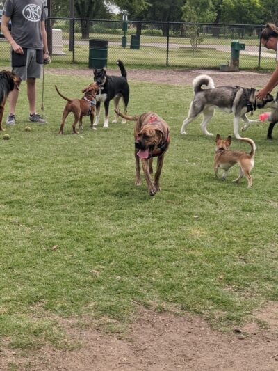MacKenzie Canyon Run Dog Park - Lubbock, TX