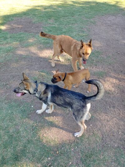 MacKenzie Canyon Run Dog Park - Lubbock, TX
