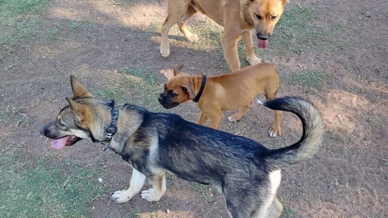 MacKenzie Canyon Run Dog Park - Lubbock, TX