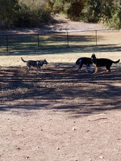 MacKenzie Canyon Run Dog Park - Lubbock, TX