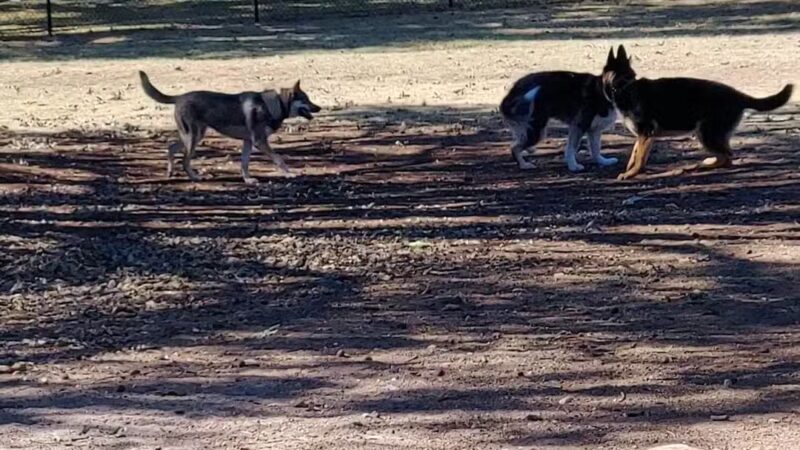 MacKenzie Canyon Run Dog Park - Lubbock, TX