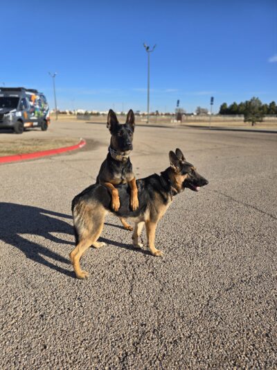 McAlister Dog Park - Lubbock, TX