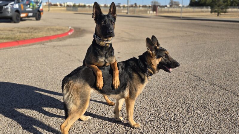 McAlister Dog Park - Lubbock, TX