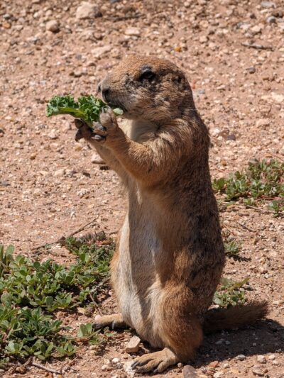 Prairie Dog Town - Lubbock, TX