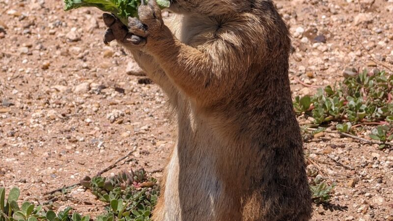 Prairie Dog Town - Lubbock, TX