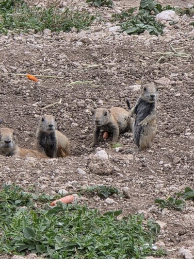 Prairie Dog Town - Lubbock, TX