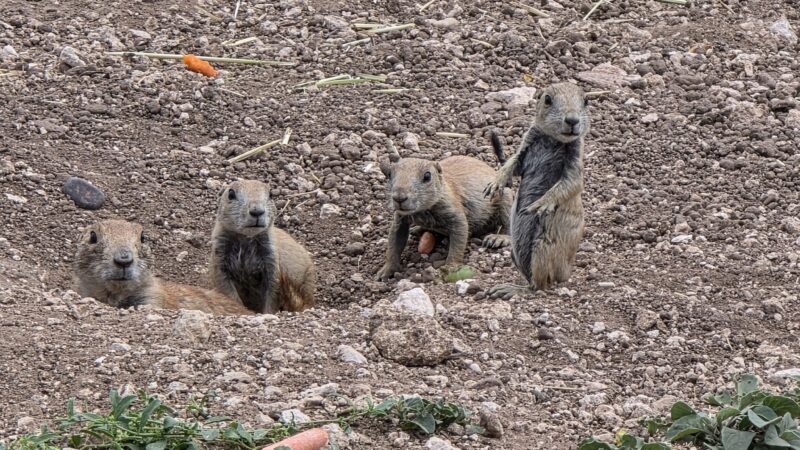 Prairie Dog Town - Lubbock, TX
