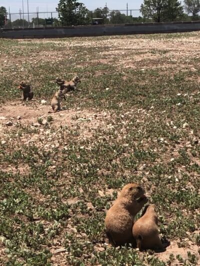 Prairie Dog Town - Lubbock, TX