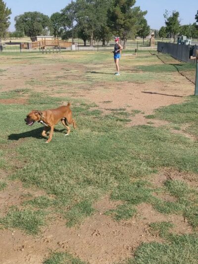 Private Dog Park Lubbock - Lubbock, TX