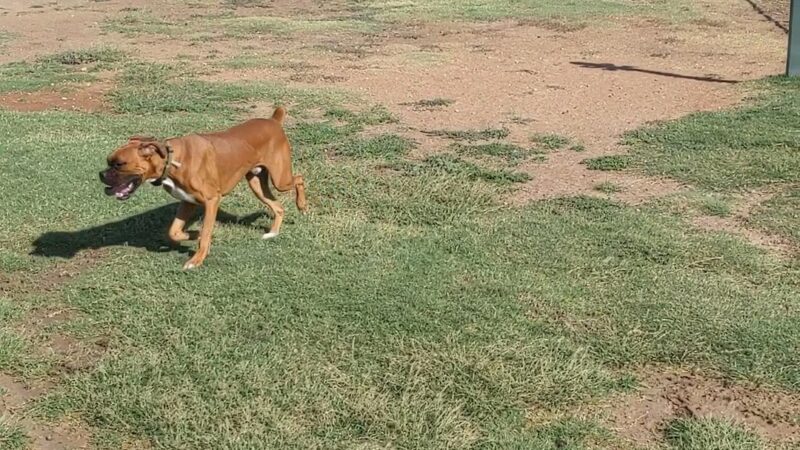 Private Dog Park Lubbock - Lubbock, TX
