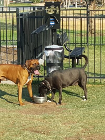 Private Dog Park Lubbock - Lubbock, TX