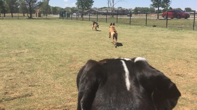 Private Dog Park Lubbock - Lubbock, TX
