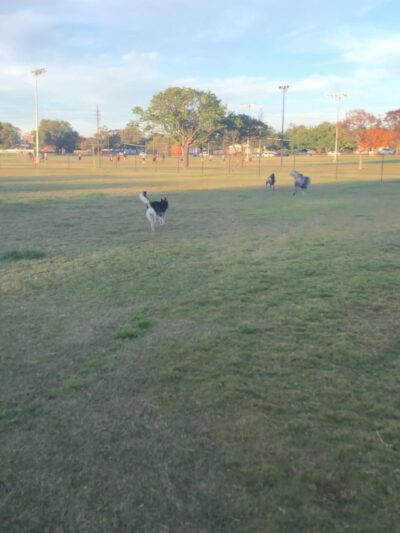 Clapp- Hub City Dog Park - Lubbock, TX