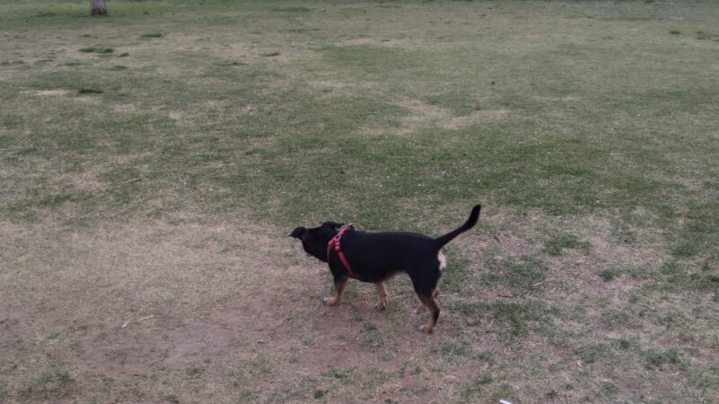 Clapp- Hub City Dog Park - Lubbock, TX