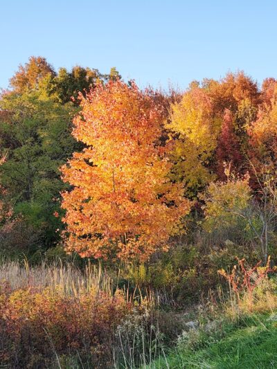 Loyalton Park - Lykens, PA
