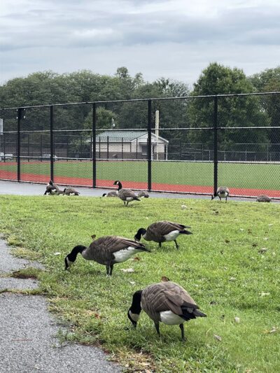 Breslin Field at Riverside County Park - Lyndhurst, NJ