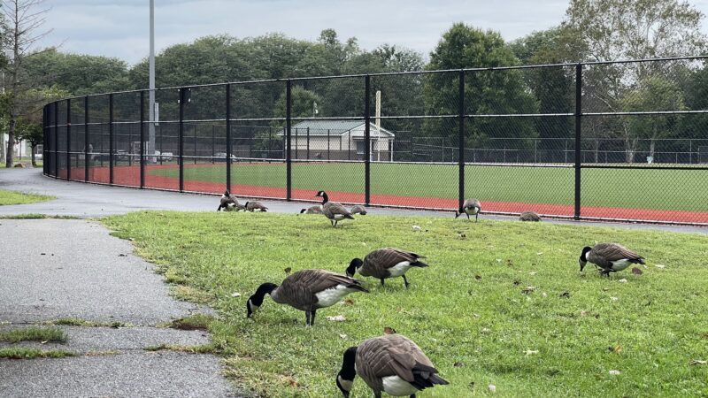 Breslin Field at Riverside County Park - Lyndhurst, NJ