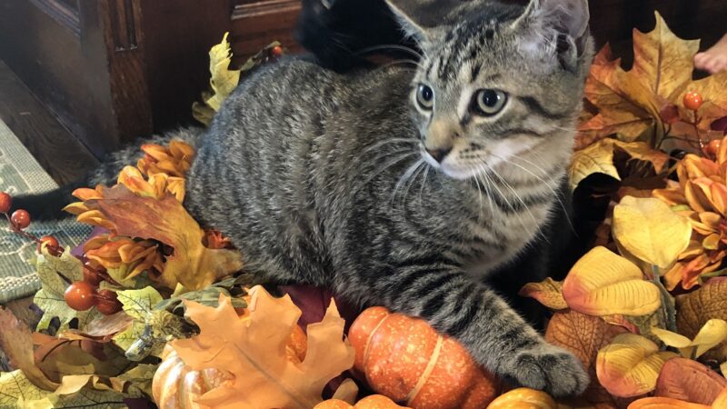 Humane Society Of Bergen County - Lyndhurst, NJ