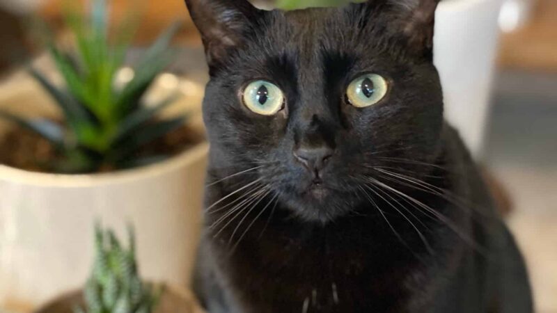 Humane Society Of Bergen County - Lyndhurst, NJ