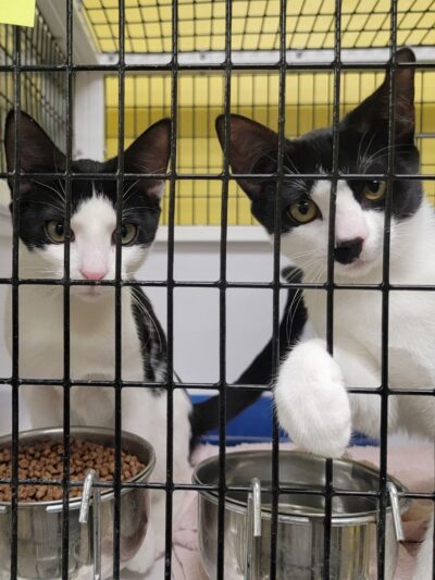 Humane Society Of Bergen County - Lyndhurst, NJ