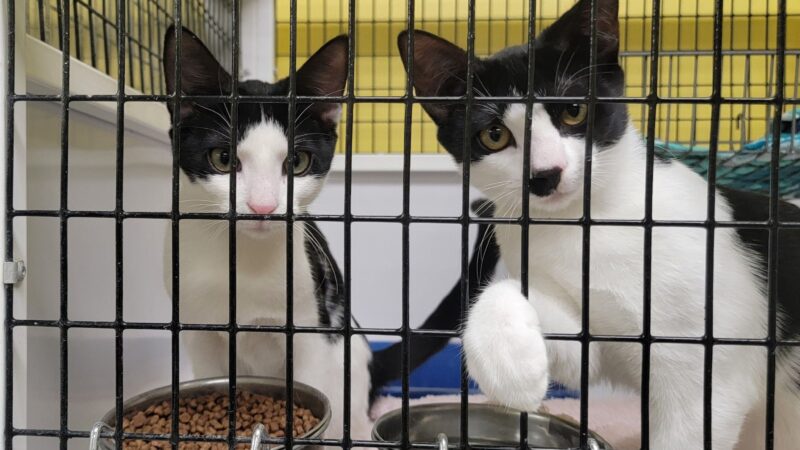 Humane Society Of Bergen County - Lyndhurst, NJ