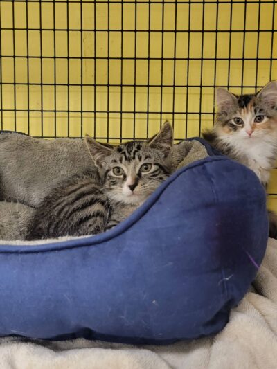 Humane Society Of Bergen County - Lyndhurst, NJ