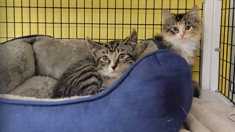 Humane Society Of Bergen County - Lyndhurst, NJ