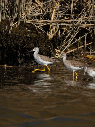 Meadowlands Environment Center - Lyndhurst, NJ