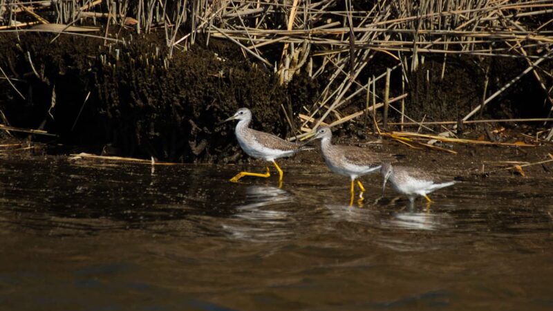 Meadowlands Environment Center - Lyndhurst, NJ