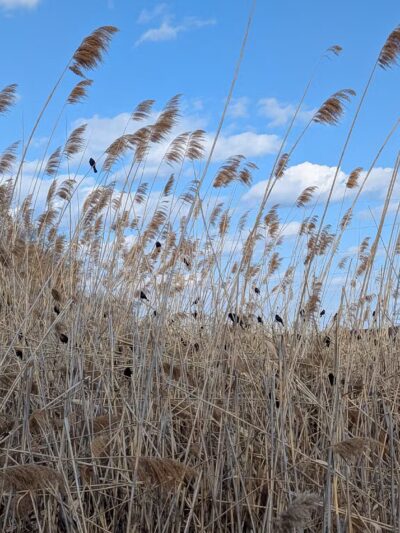 Meadowlands Environment Center - Lyndhurst, NJ