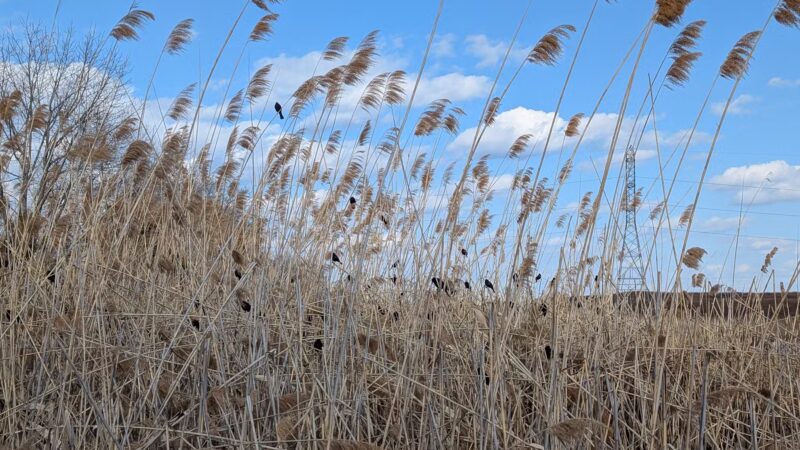 Meadowlands Environment Center - Lyndhurst, NJ
