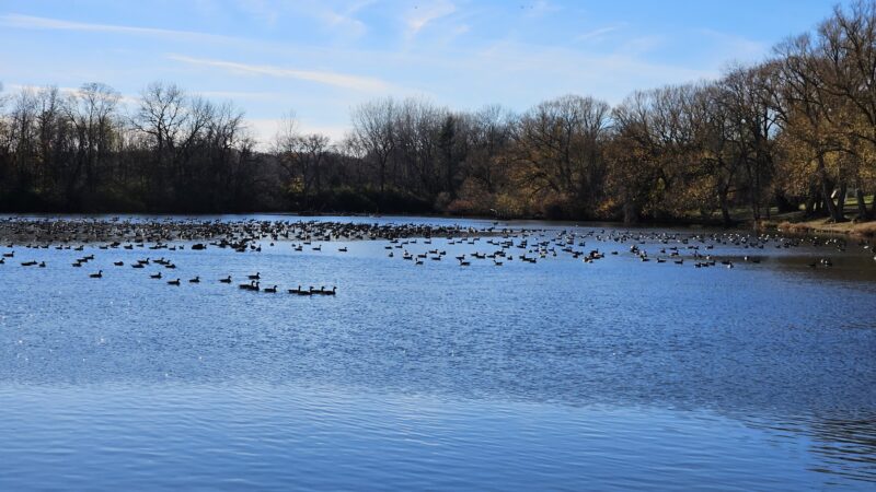 Lyndonville Town Park - Lyndonville, NY